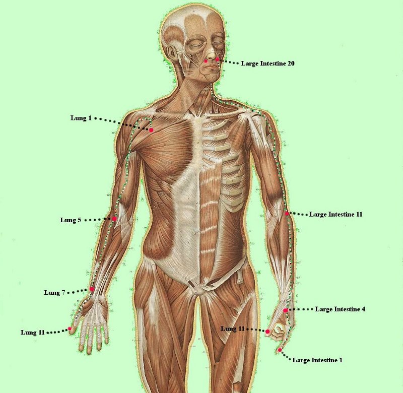 Lung and Large Intestine Meridian Points